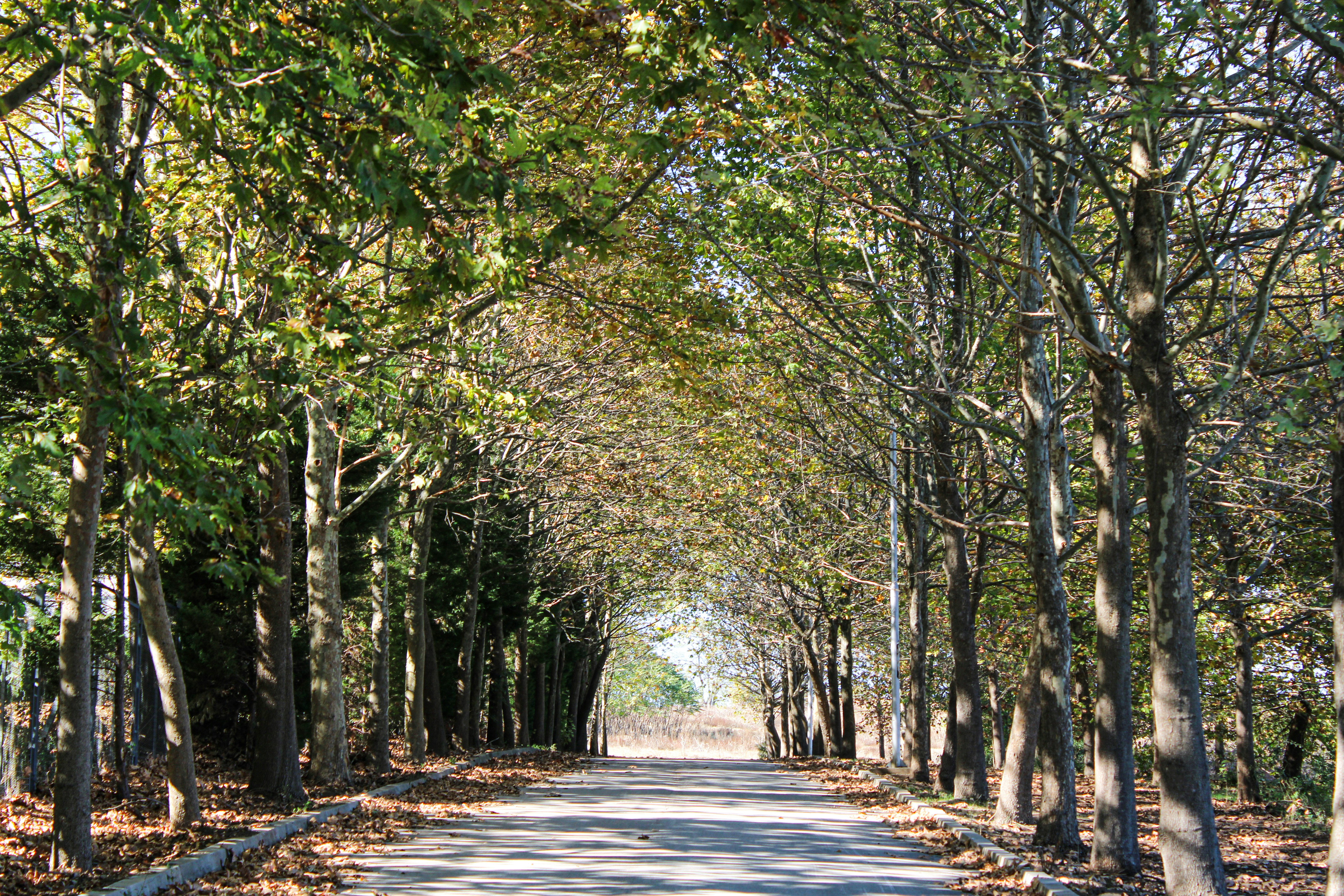 サリョニ森の道
