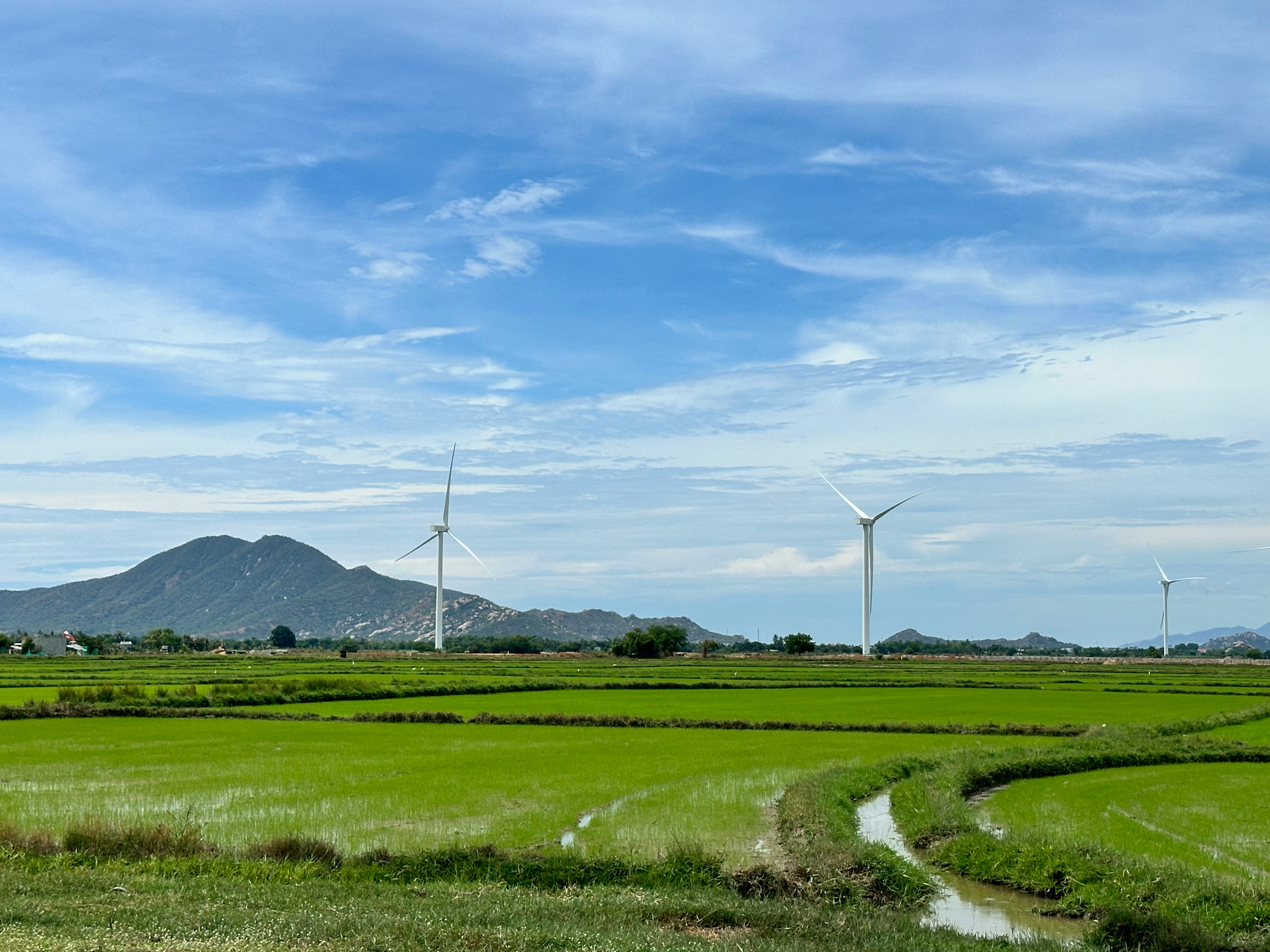 オソロックの緑茶畑