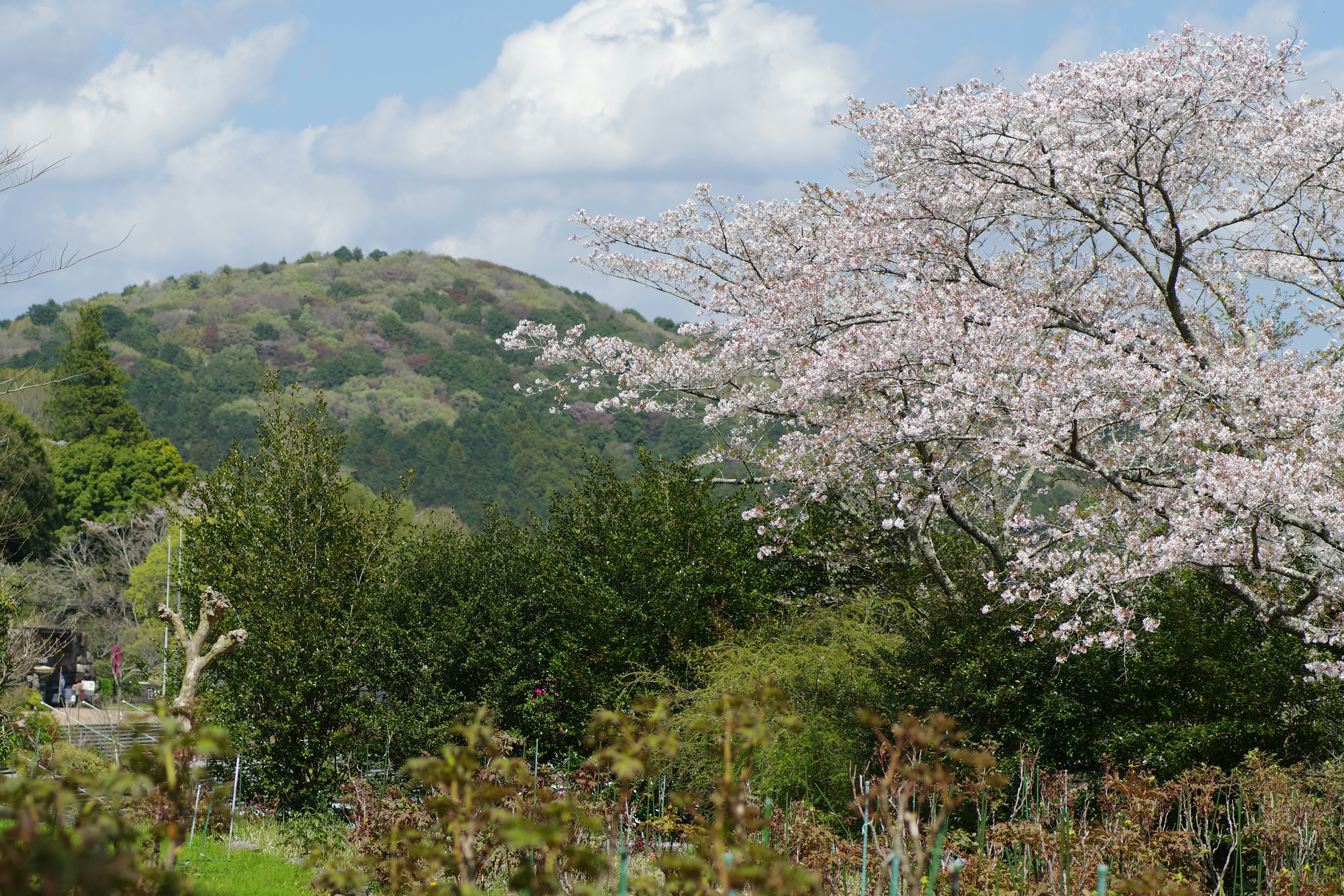 カメリアヒルの花々